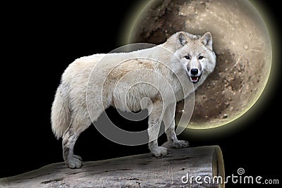 Scary white wolf in the night Stock Photo