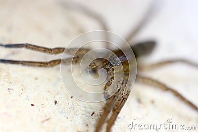 Scary wolf spider head and eight eyes close up Stock Photo