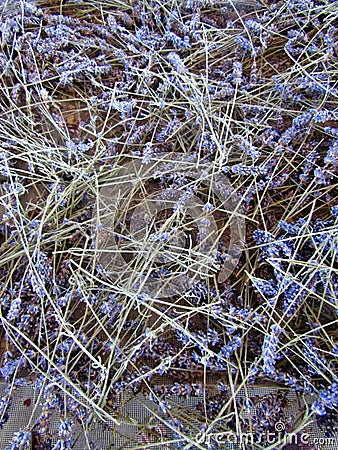 Scattered blue lavender flowers and twigs over drier mesh Stock Photo