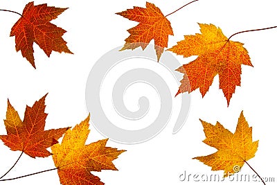 Scattered Fall Maple Leaves on White Background Stock Photo