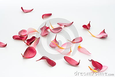 Scattered flower petals isolated on white Stock Photo