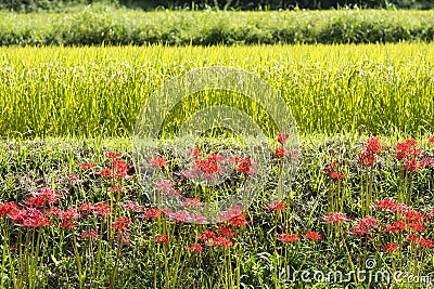 Scattered flowers Stock Photo