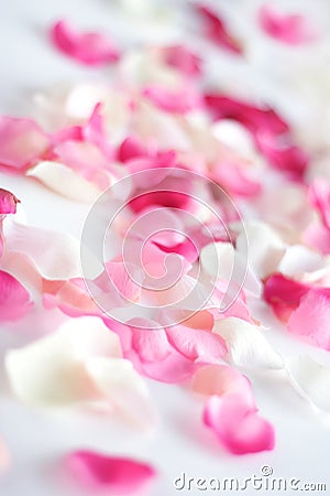 Scattered petals Stock Photo