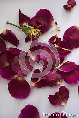 Scattered rose pink petals petals Stock Photo