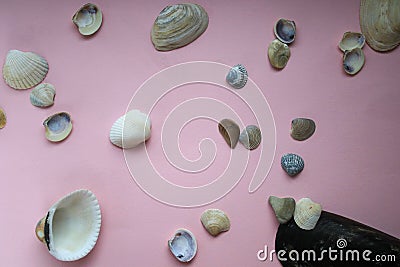 Scattered shells Stock Photo