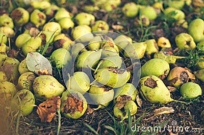 Scattering of green rotten pears in grass close up Stock Photo