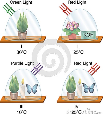 Physics - glass fan experiments lantern Cartoon Illustration