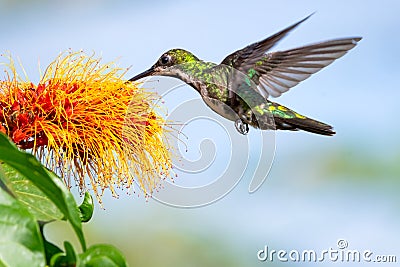 A scene with a Black-throated Mango hummingbird, Anthracothorax nigricollis, and a tropical flower Stock Photo