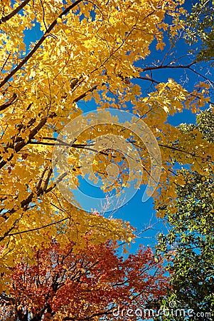 scene of blue sky ,yellow,red, green changing leaves in autumn Stock Photo