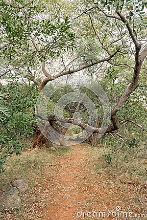 Scene on the Bushpig trail at Swadini Stock Photo