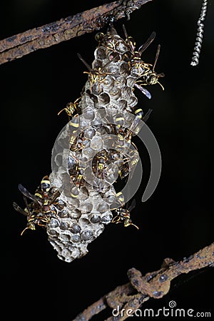 Close shot of paper wasp bees and nest on the rusted barbwired. Stock Photo