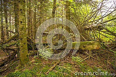 Scene with dead and live trees Stock Photo