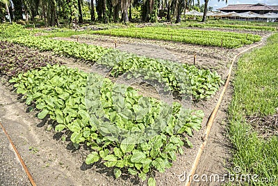 Scene of fresh growing leafly red and green spinach farm Stock Photo