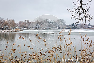 Scene of half frozen lake. Overgrown with reeds lake shore. A flock of ducks sit on the ice of a frozen lake in winter Stock Photo