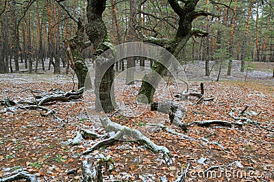 old oak trees in autumn forest Stock Photo