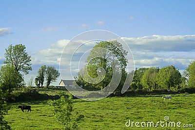 Scene in rural area with farm animals and green fields and trees. Calm and peaceful mood. Irish country side and landscape Stock Photo