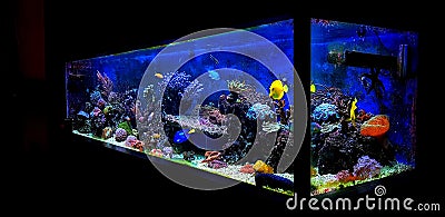 Scene in Saltwater coral reef aquarium Stock Photo