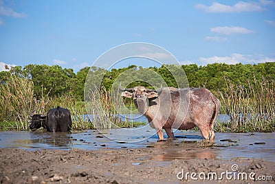 Scene of two water buffaloes in the lake Stock Photo