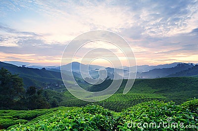 Scenery of Cameron Highland Tea Plantation,, Malaysia with red and yellow sky light. Stock Photo