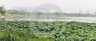 The scenery in chengdu,china Stock Photo