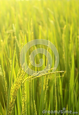 A young rice bunch with green field. Stock Photo