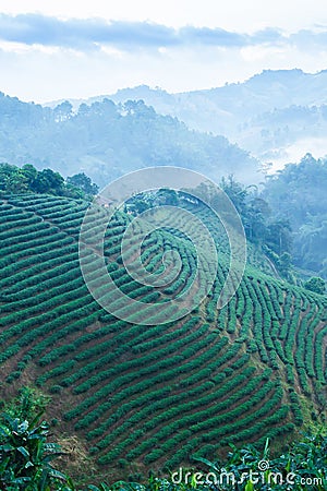 Scenery landscape of tea plantations in morning mist, beautiful layers and pattern of tea terraces fields in a tropical forest. Stock Photo
