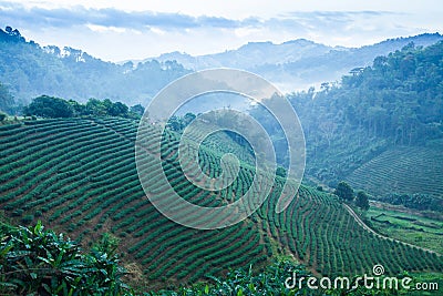 Scenery landscape of tea plantations in morning mist, beautiful layers and pattern of tea terraces fields in a tropical forest. Stock Photo