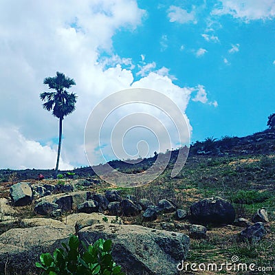 Scenery of a palm tree Stock Photo