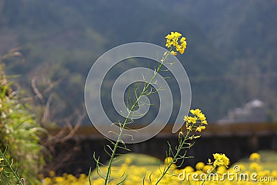 The scenery of spring in Southern Anhui is exceptionally beautiful Stock Photo