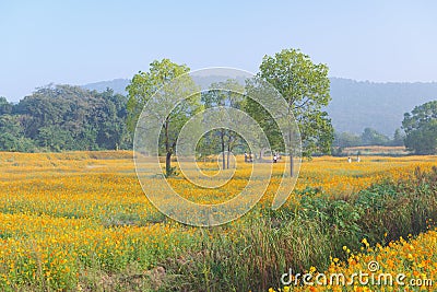 Scenery of sulfur chrysanthemum sea in Optics Valley Xiyuan Park, Wuhan, Hubei Stock Photo