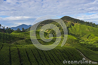 Scenery of the tea plantation with green leaf covered the hillside Stock Photo