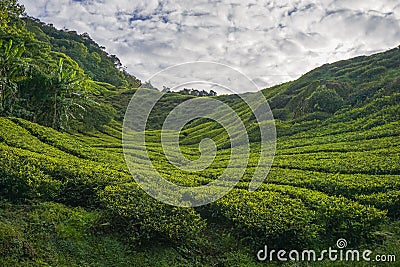 Scenery of the tea plantation with green leaf covered the hillside Stock Photo