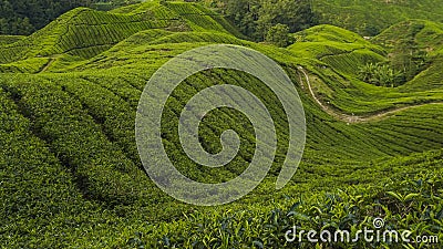 Golden hour scenery of the tea plantation on the hillside Stock Photo