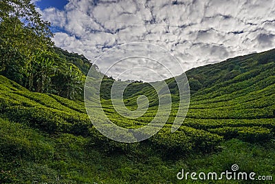 Scenery of the tea plantation on the hillside Stock Photo
