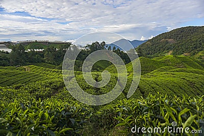 Scenery of the tea plantation on the hillside Stock Photo