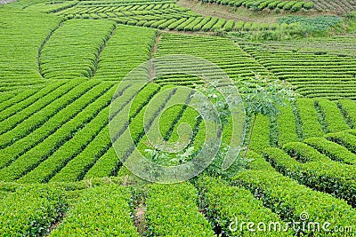 Tea plantation Stock Photo