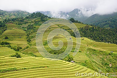 The scenery of terraced fields in Mu Cang Chai in the ripe rice season Stock Photo