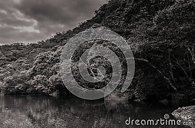 Scenery of Urauchi river mangrove forest in black and white - Ir Stock Photo