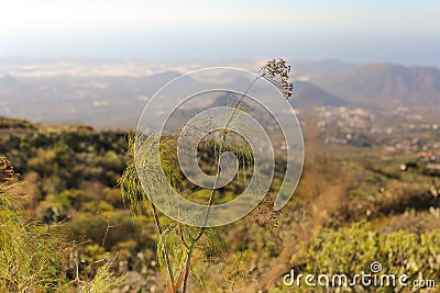 Scenery valley in Spain. Travel adventures and outdoor lifestyle. Cactus,vegetation and sunset panorama in Tenerife Stock Photo