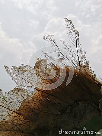 A dead plant of Platycerium bifurcatum (Tanduk Paku) Stock Photo