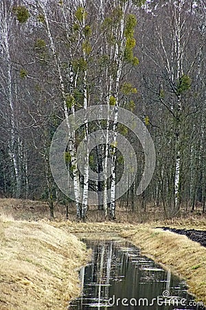Scenery. White mistletoe on a birch tree. The plant is a parasite. Spring march. Stock Photo