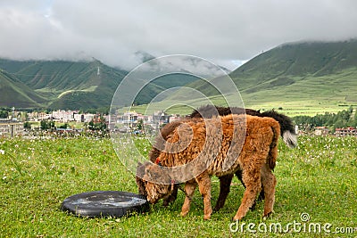 Yaks graze at the blooming grassland of Xinduqiao in Western Sichuan Stock Photo