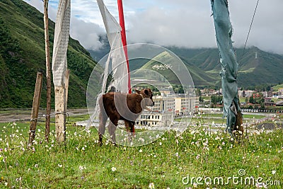 Yaks graze at the blooming grassland of Xinduqiao in Western Sichuan Stock Photo
