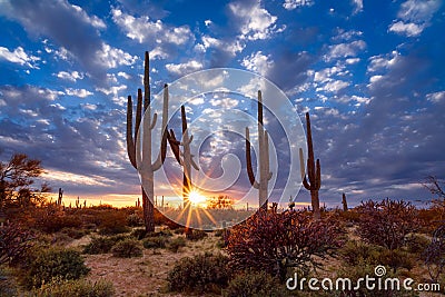Arizona desert landscape with Saguaro cactus at sunset Stock Photo