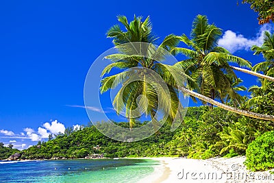 scenic beach with coconut palms Stock Photo