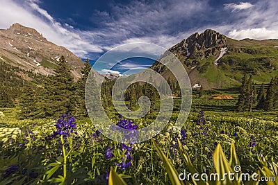 Scenic beauty in summer spring of wildflowers and mountains, Yankee Boy Basin, Ouray Colorado Stock Photo