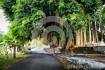 Scenic big tropical green tree on the white background Stock Photo