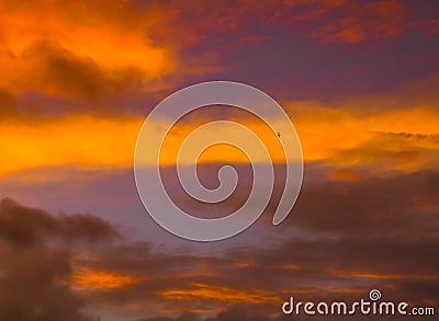 Osprey in the Stormy Dawn Sky Stock Photo