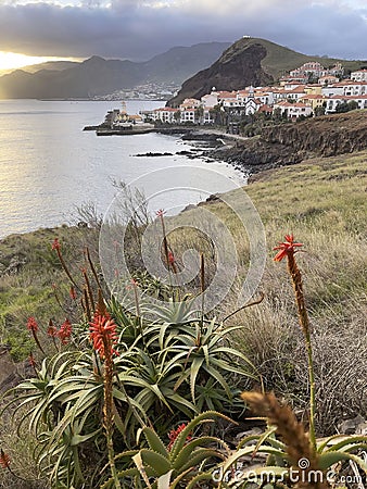 Scenic coastline with flowering aloe Stock Photo