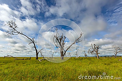 Scenic foggy of Maasai boma hut enclosure near Lake Magadi at Ngorongoro Crater in Tanzania, East Africa Stock Photo